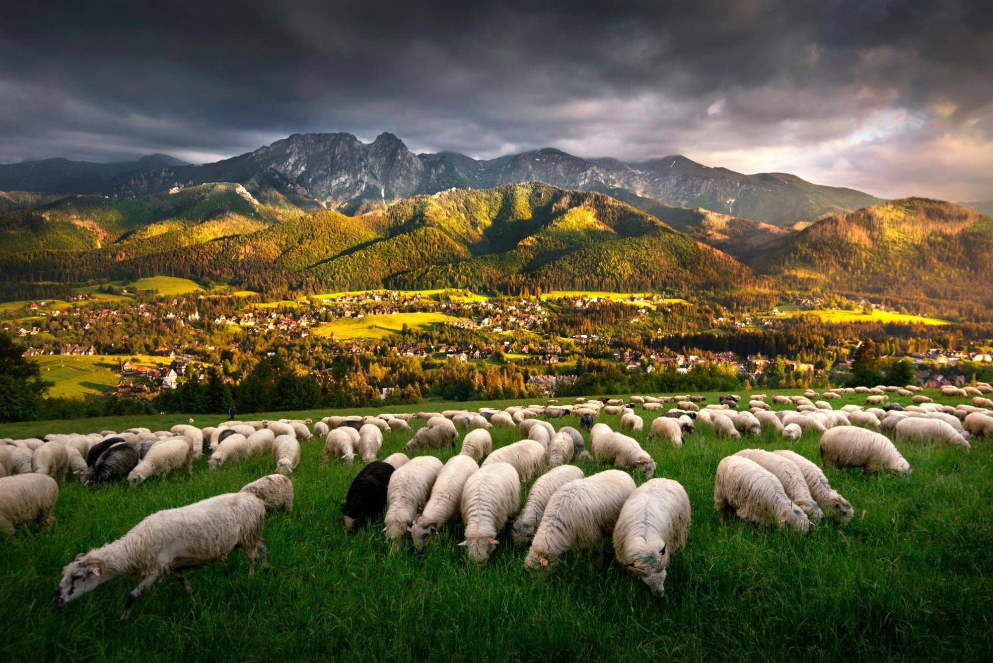 Gorska Osada Lovely Chalets Zakopane โปโรนิน ภายนอก รูปภาพ